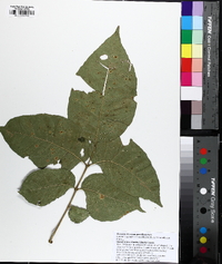 Fraxinus pauciflora image