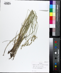 Carex festucacea image