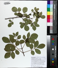 Fraxinus caroliniana image