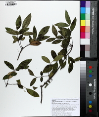 Fraxinus caroliniana image