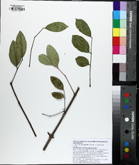 Fraxinus caroliniana image