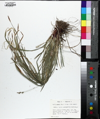 Carex purpurifera image