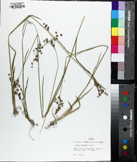 Juncus biflorus image