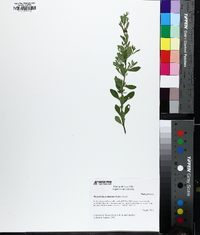 Mecardonia acuminata image