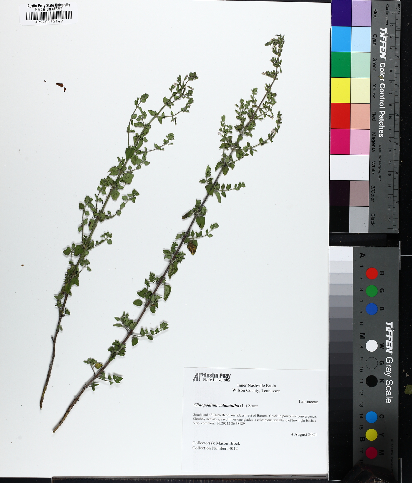 Clinopodium calamintha image