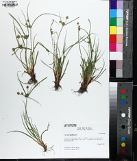 Cyperus squarrosus image