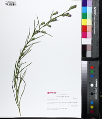 Liatris cylindracea image