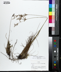 Juncus georgianus image