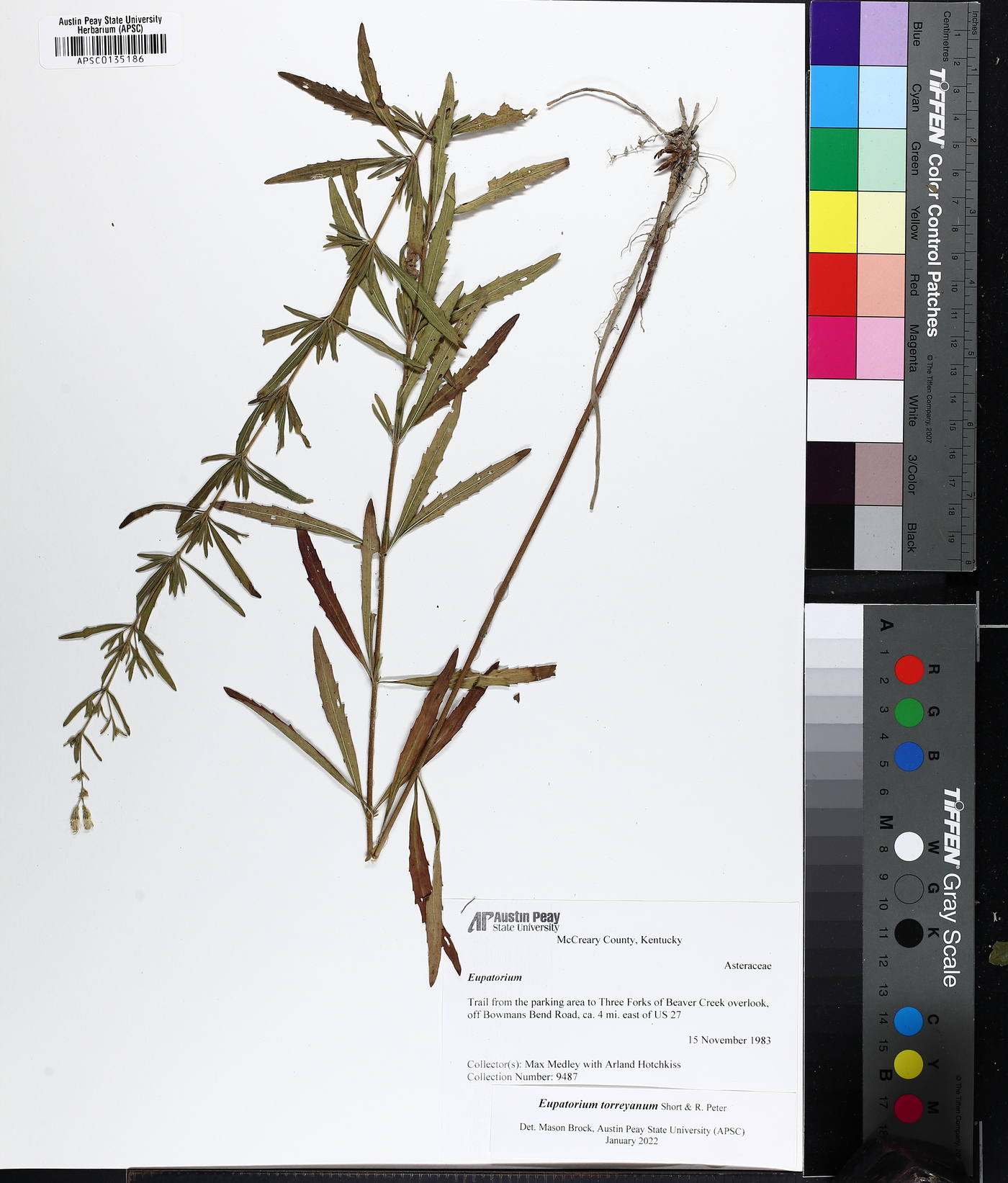 Eupatorium torreyanum image