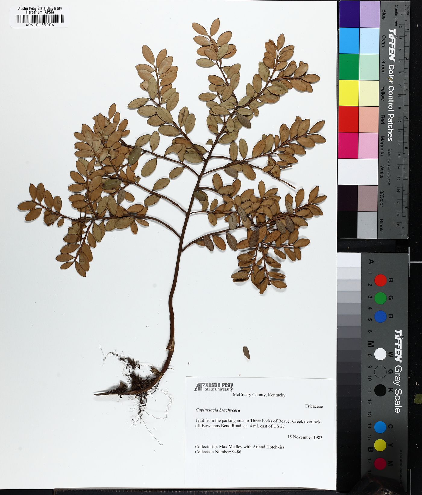 Gaylussacia brachycera image