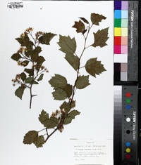 Crataegus pruinosa image