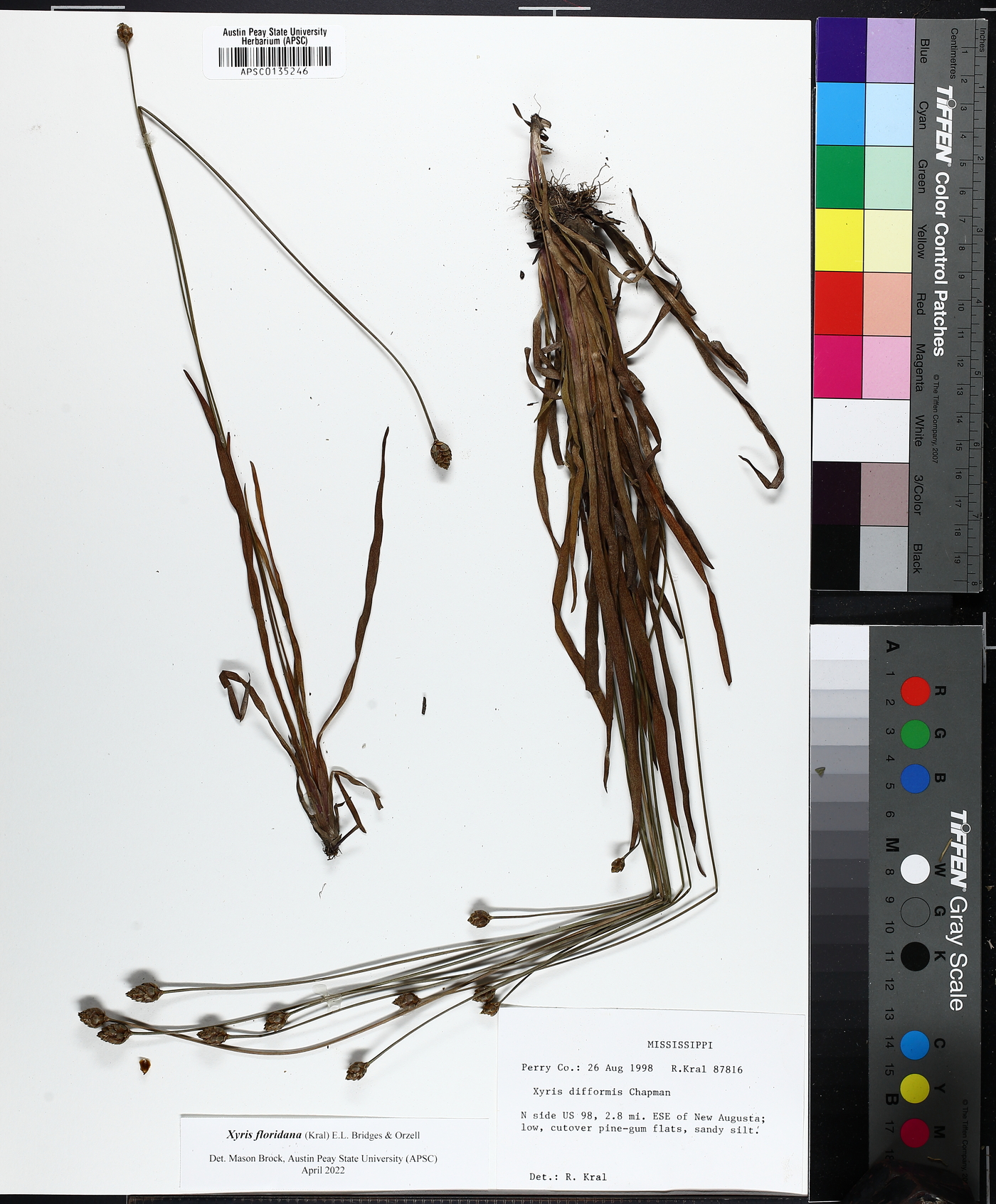 Xyris floridana image