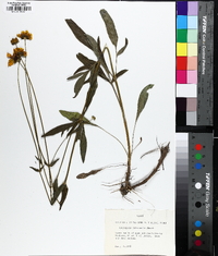 Coreopsis intermedia image