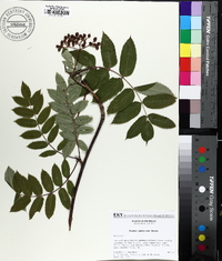 Sorbus americana image