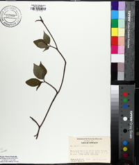 Swida alternifolia image