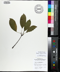 Rhamnus davurica image