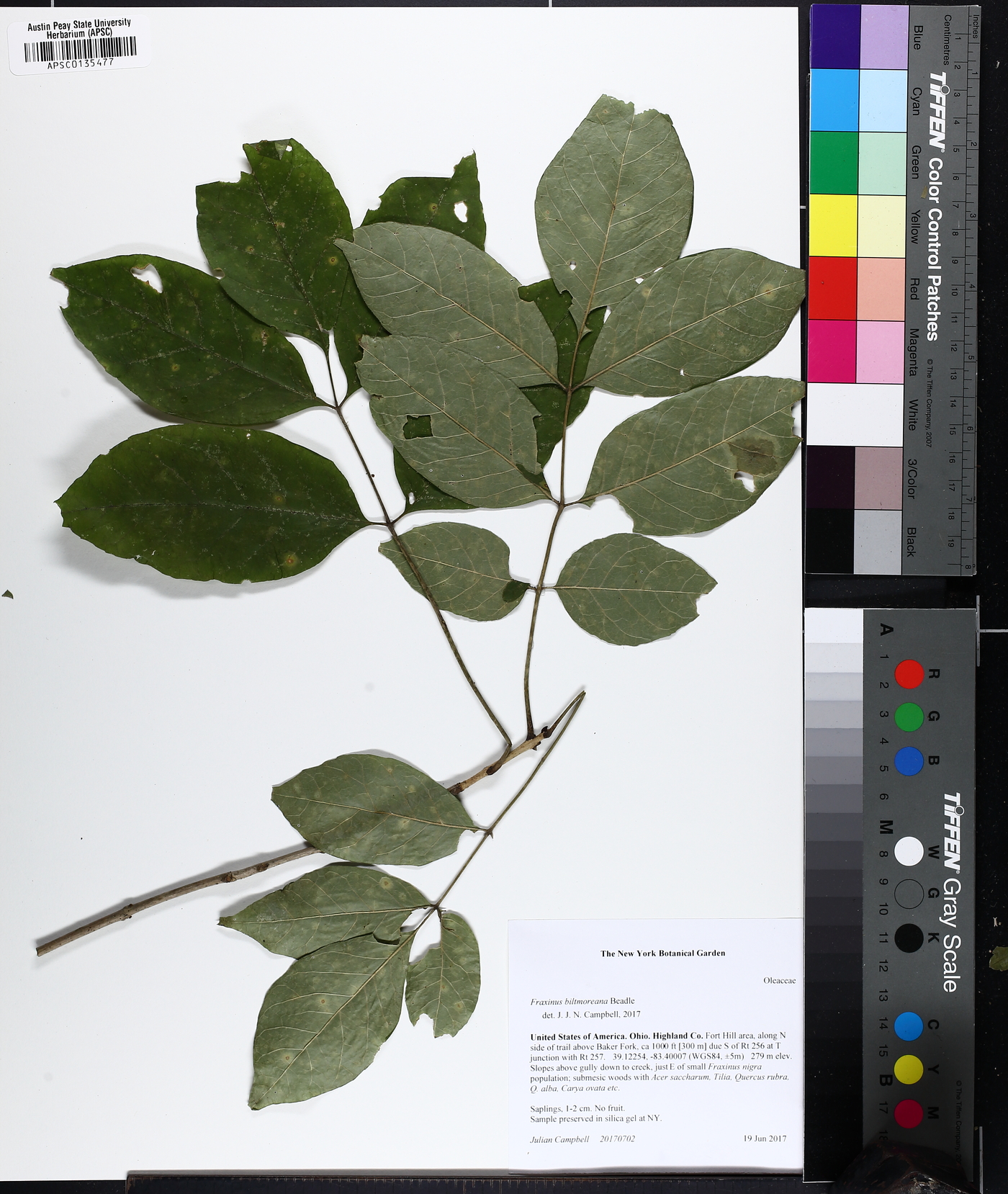 Fraxinus biltmoreana image