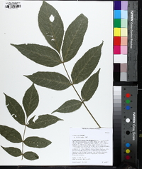 Fraxinus nigra image