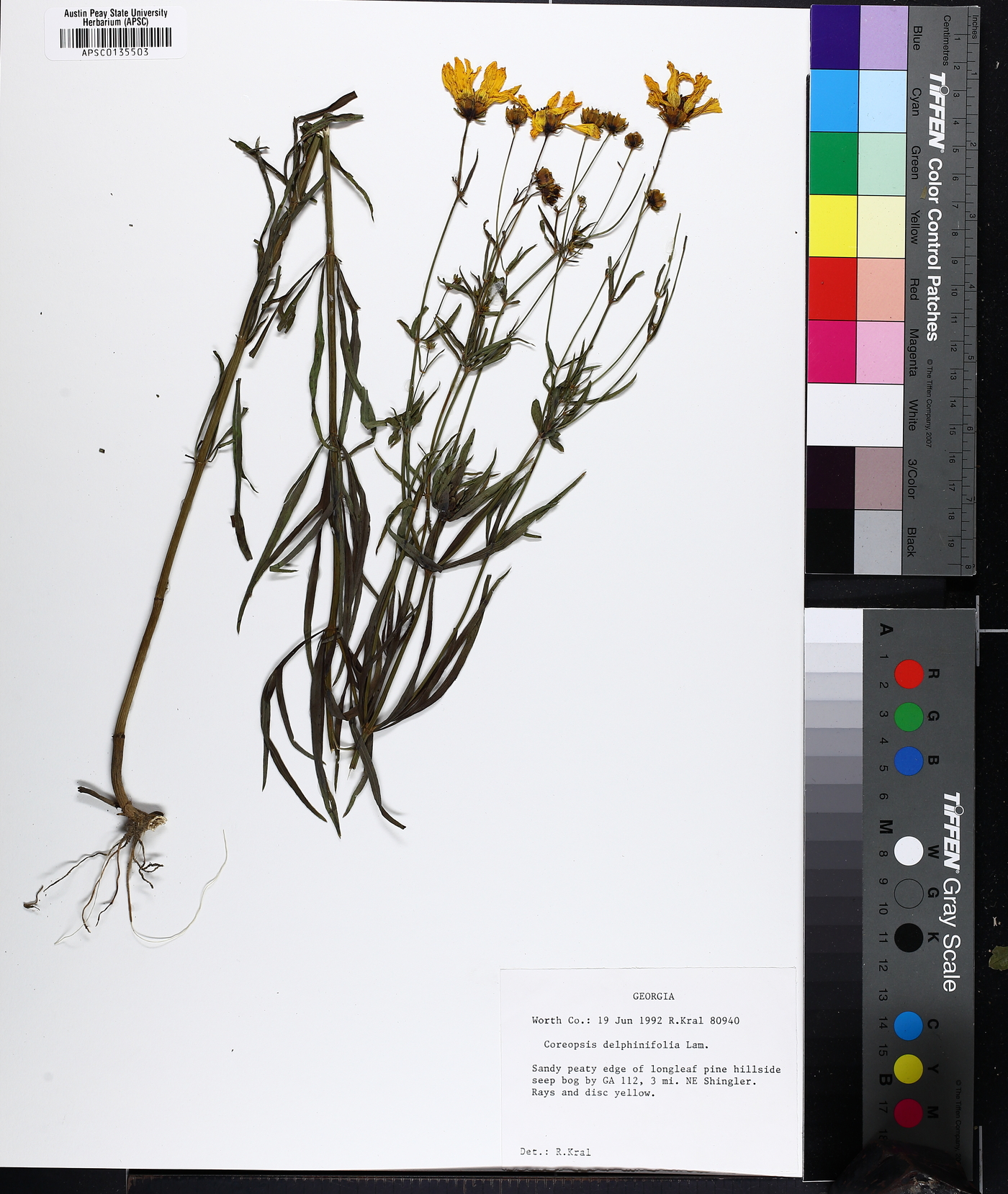 Coreopsis delphiniifolia image