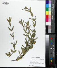 Ruellia humilis image