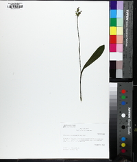 Platanthera clavellata image