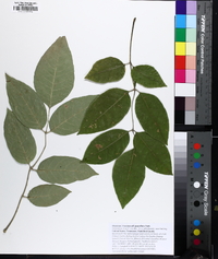 Fraxinus pauciflora image