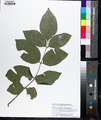 Fraxinus profunda image