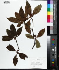 Illicium floridanum image