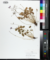 Oxalis articulata image