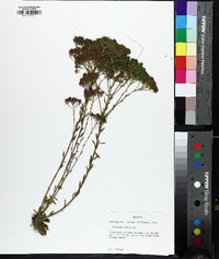 Polygala ramosa image