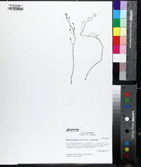 Bartonia paniculata image