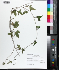 Ipomoea lacunosa image