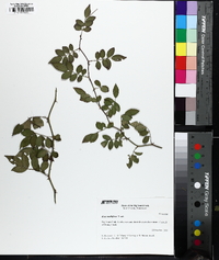 Rosa multiflora image