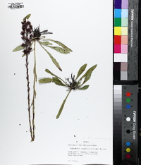 Trilisa paniculata image