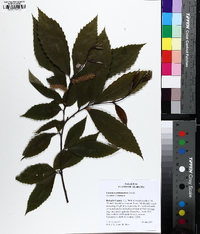 Castanea alabamensis image