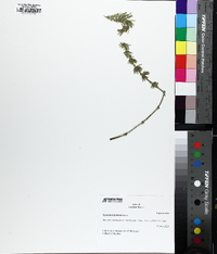 Equisetum pratense image