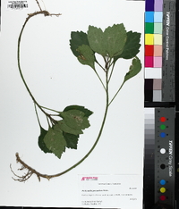 Pachysandra procumbens image