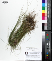 Carex socialis image