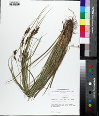 Carex caroliniana image