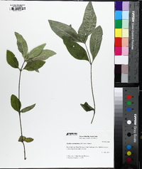 Ruellia caroliniensis image