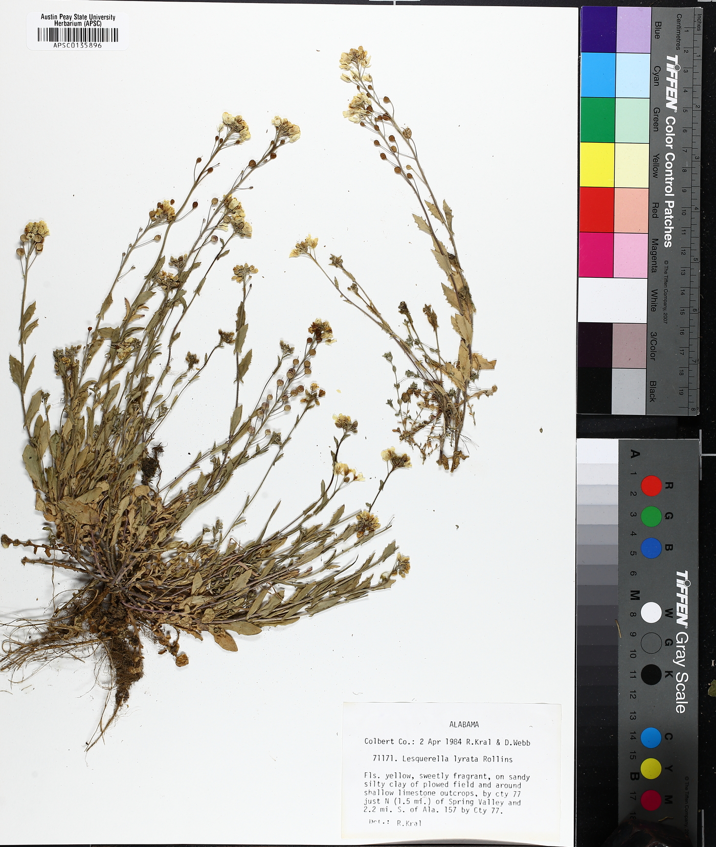 Paysonia lyrata image