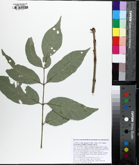 Fraxinus biltmoreana image