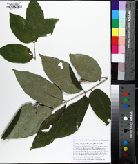 Fraxinus biltmoreana image