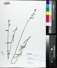 Lobelia glandulosa image