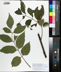 Fraxinus pauciflora image