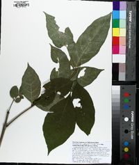 Fraxinus profunda image