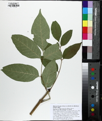 Fraxinus biltmoreana image