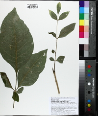 Fraxinus profunda image