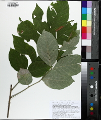 Fraxinus biltmoreana image