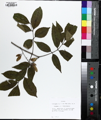 Fraxinus caroliniana image